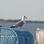 Strandlaeufer