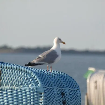 Strandlaeufer